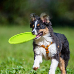 Dog Flying Disc 2 Pack Durable Rubber Floating Frisbee Toy